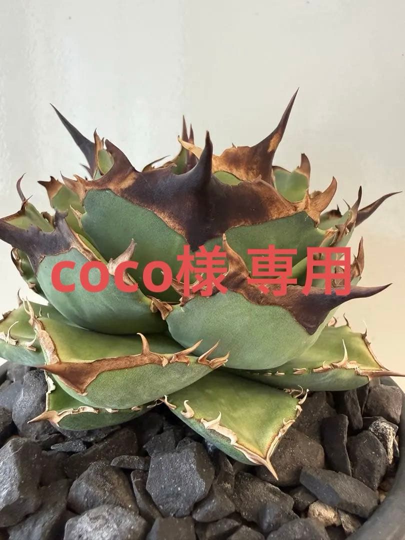 キングアーサー　親株（Mr叢産）オテロイ　アガベ