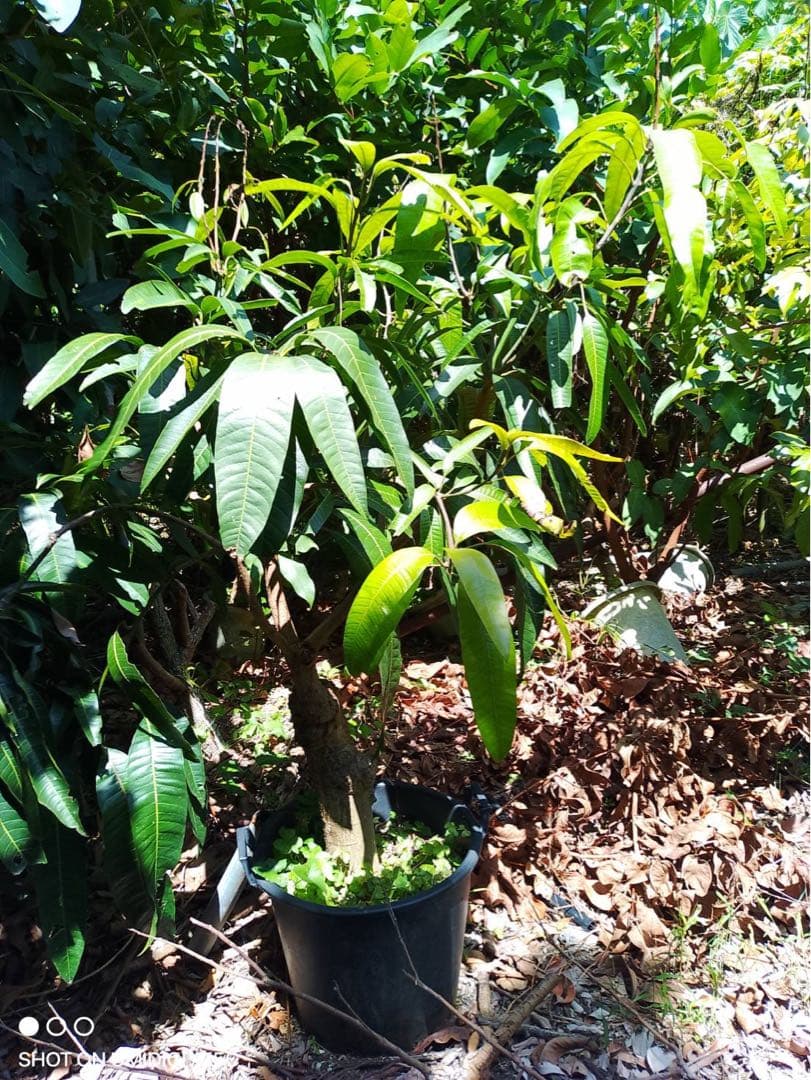 特大　希少　新品種！台湾象牙マンゴー接木苗木　実なった実績あり