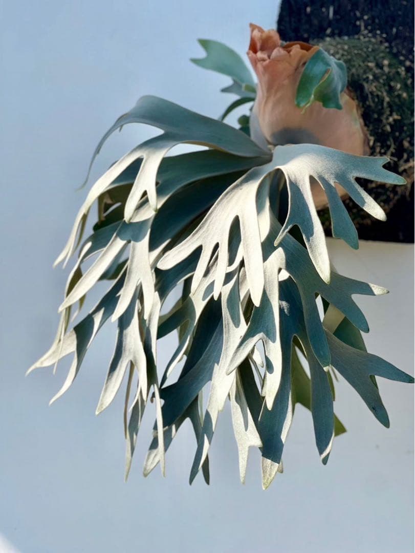 P.Rabbit moon OC ラビットムーン　オリジナルクローン