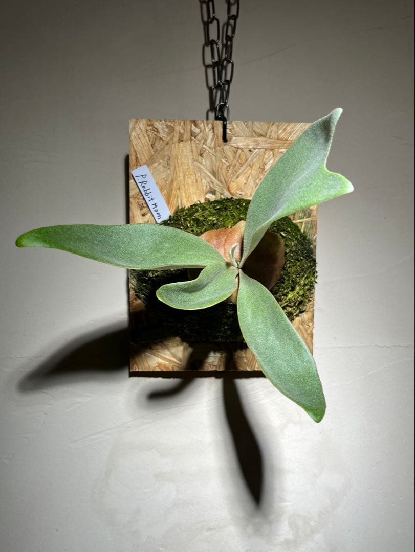 P.Rabbit moon OC ラビットムーン　オリジナルクローン