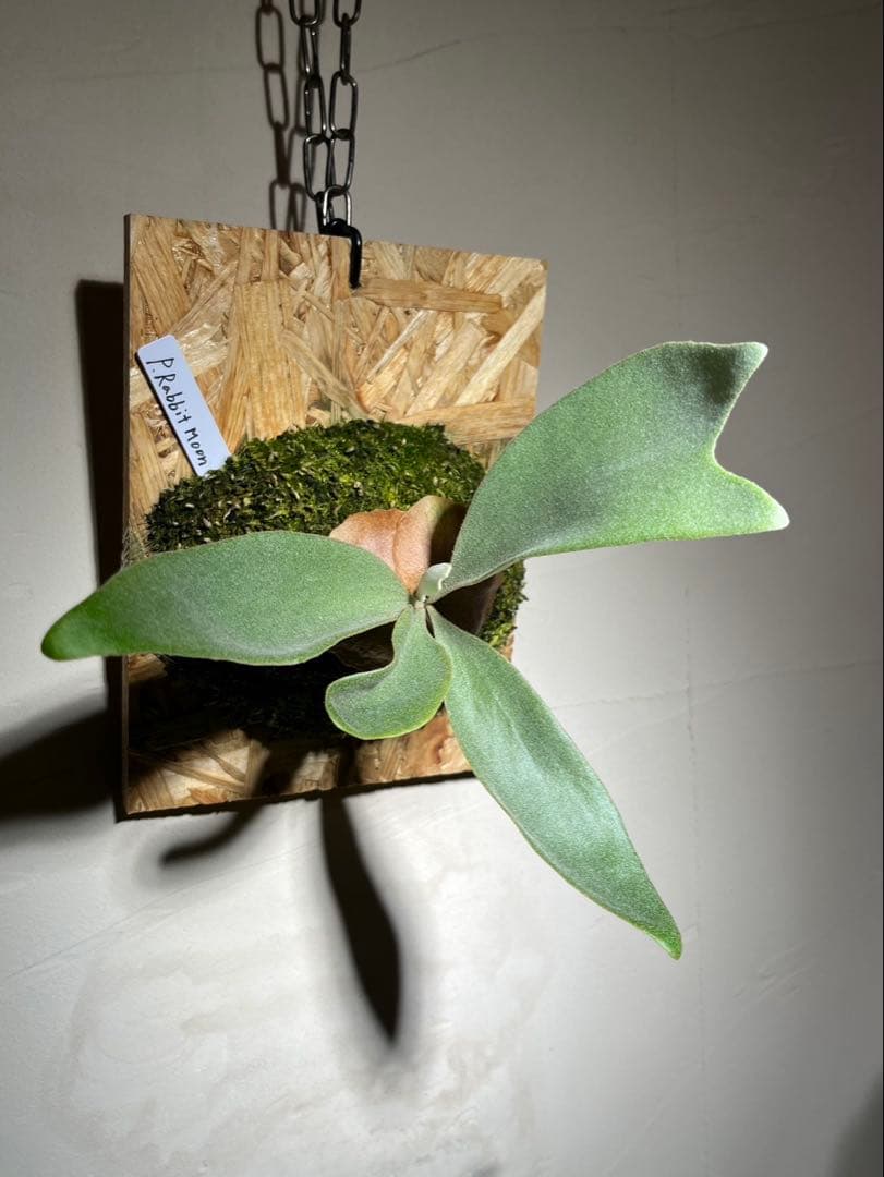 P.Rabbit moon OC ラビットムーン　オリジナルクローン