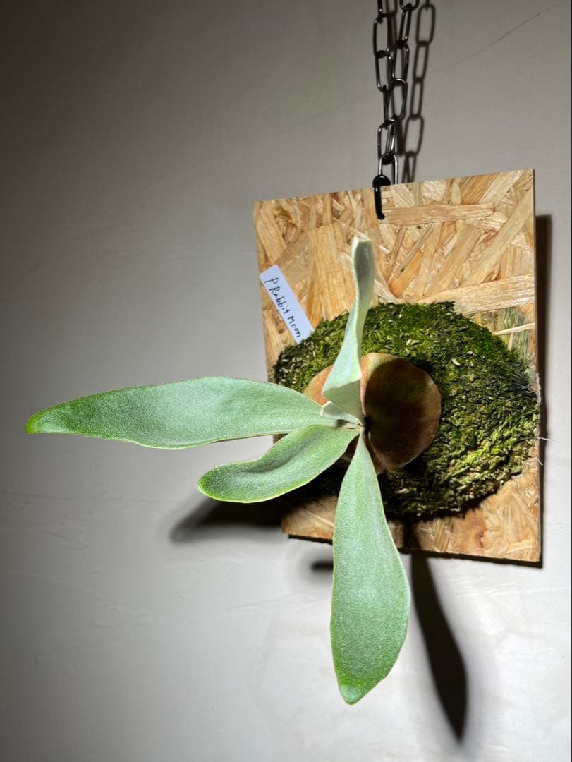 P.Rabbit moon OC ラビットムーン　オリジナルクローン