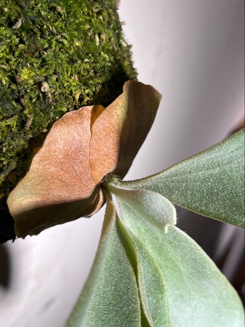 P.Rabbit moon OC ラビットムーン　オリジナルクローン