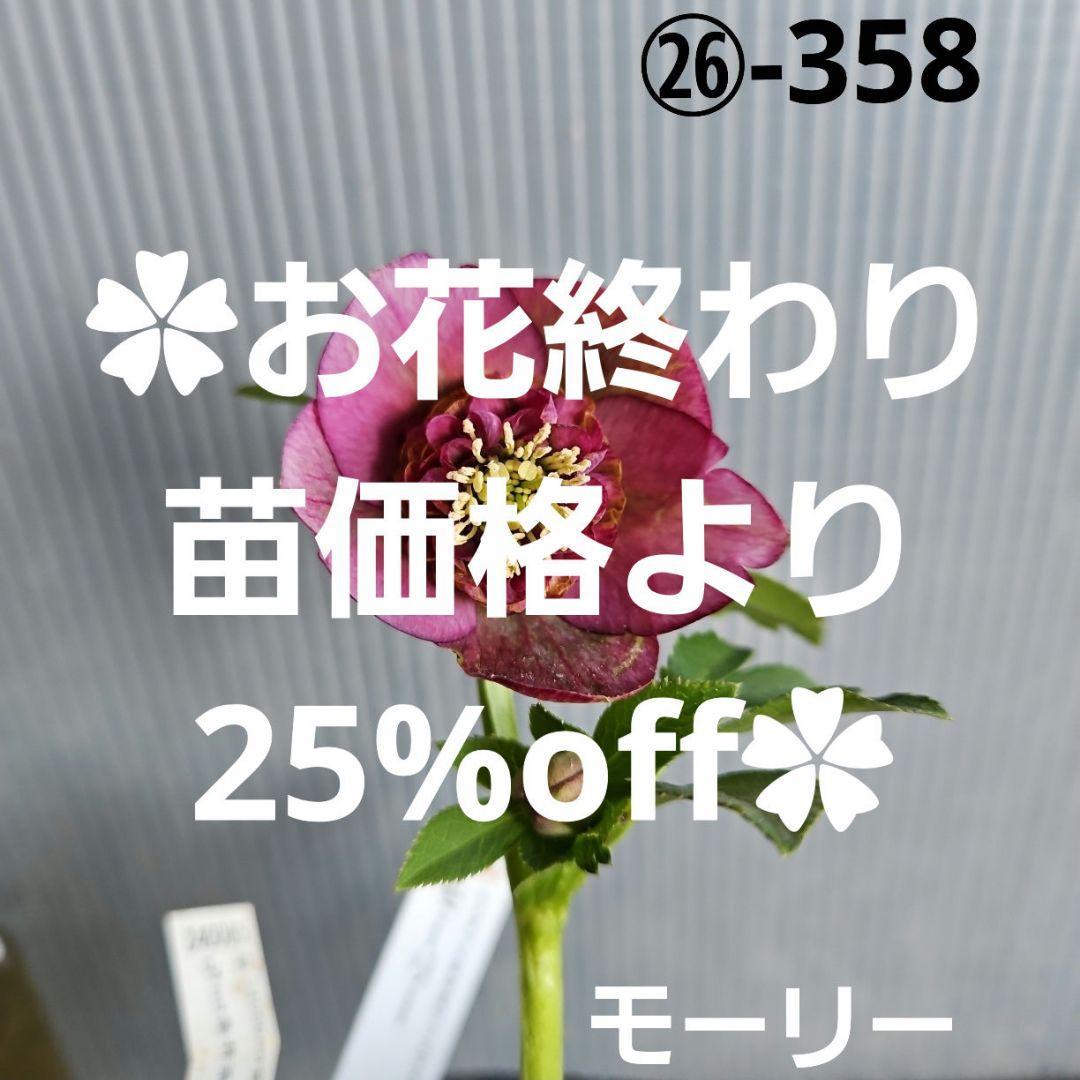 ㉖-358クリスマスローズ