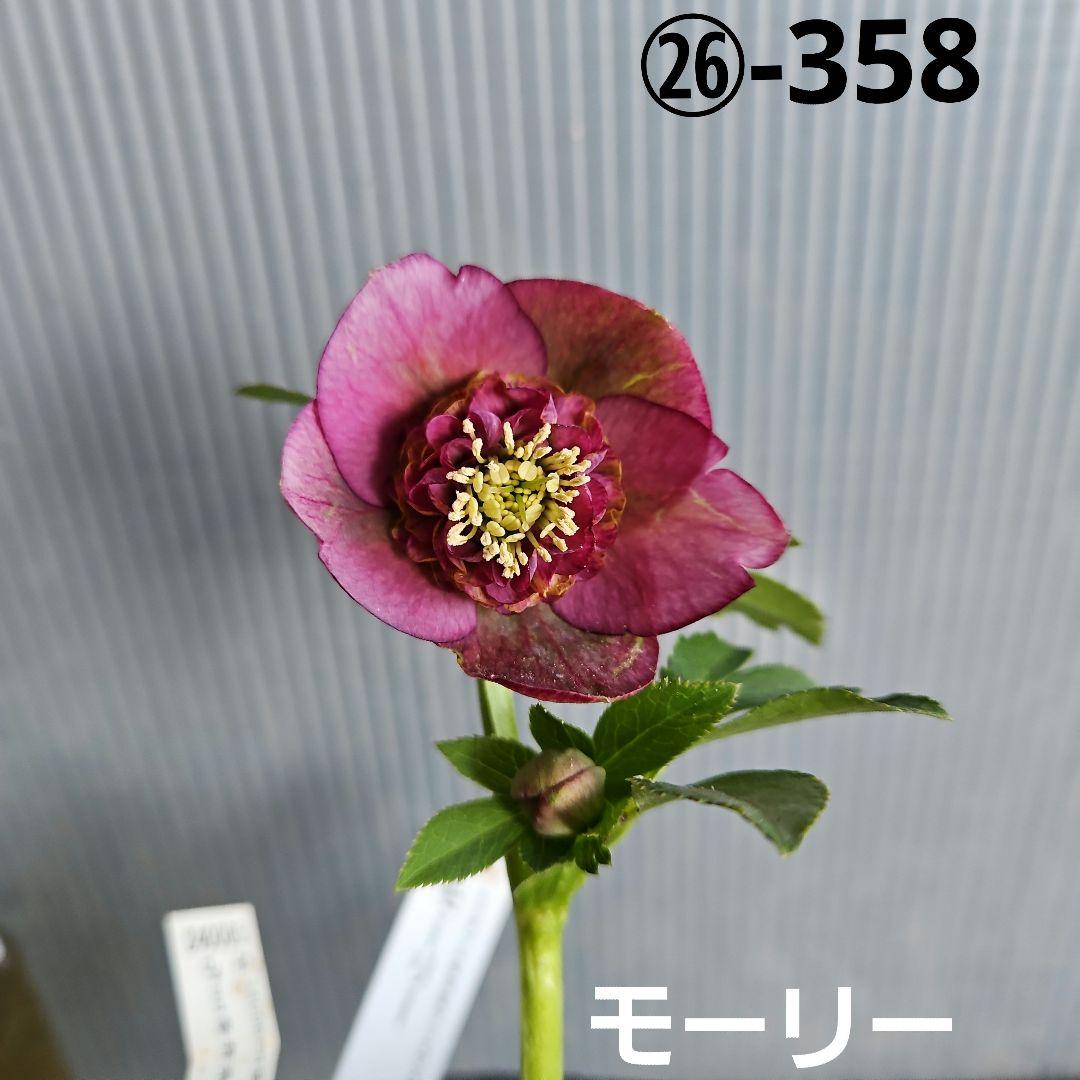 ㉖-358クリスマスローズ