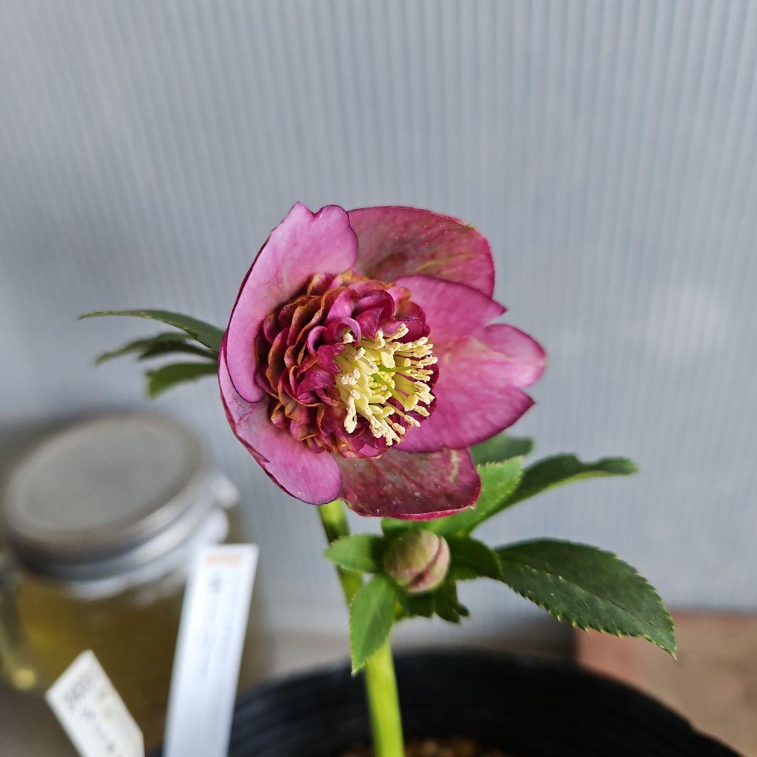 ㉖-358クリスマスローズ