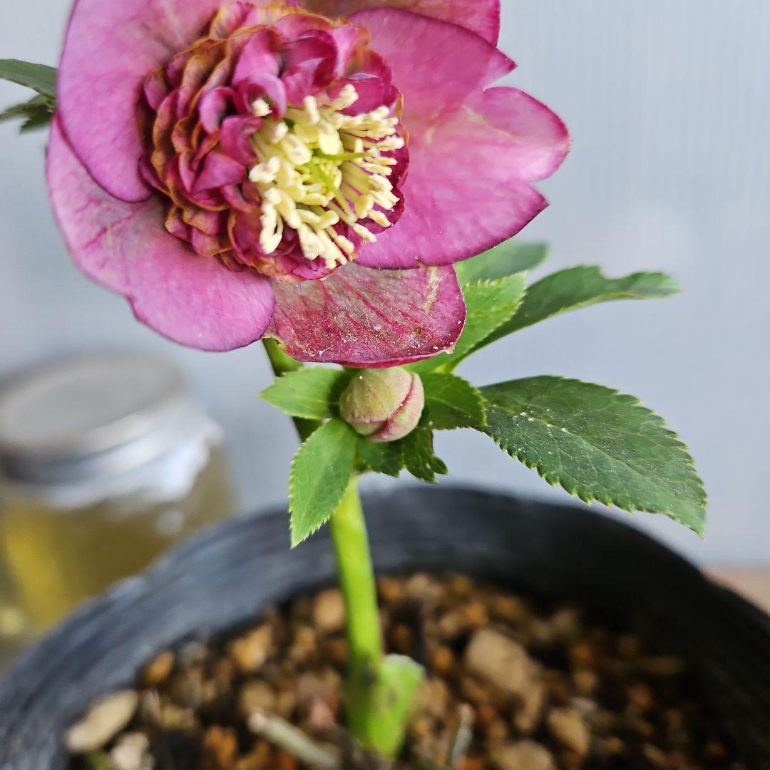 ㉖-358クリスマスローズ