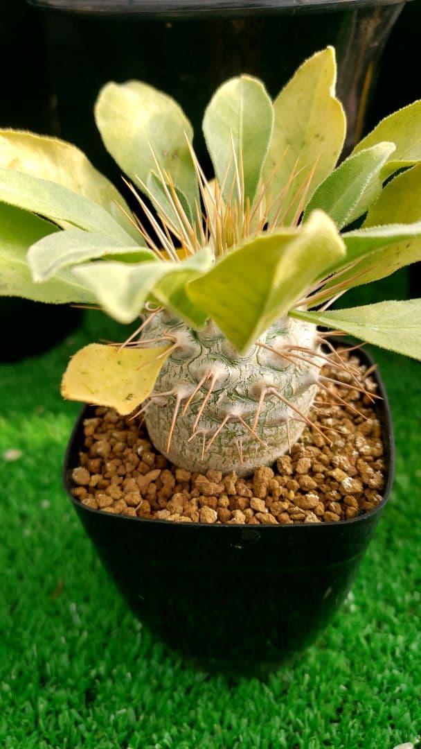 パキポディウム　ナマクアナム実生