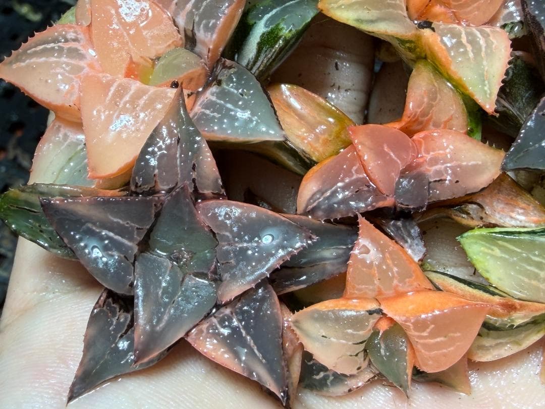 み*し様 F44 ハオルチア コレクタ 酒呑童子錦 糊斑 縞斑 極上斑錦 10株