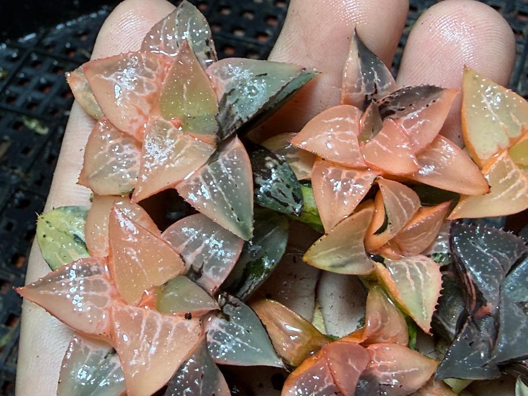 み*し様 F44 ハオルチア コレクタ 酒呑童子錦 糊斑 縞斑 極上斑錦 10株