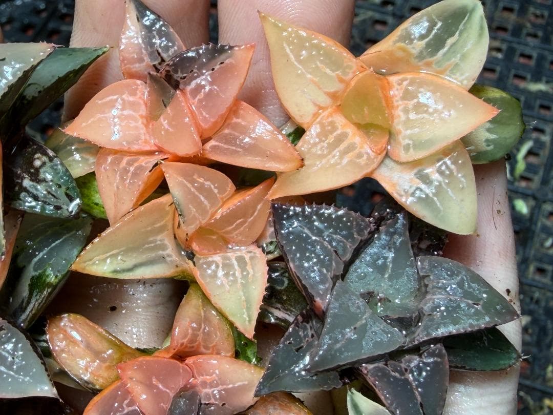 み*し様 F44 ハオルチア コレクタ 酒呑童子錦 糊斑 縞斑 極上斑錦 10株