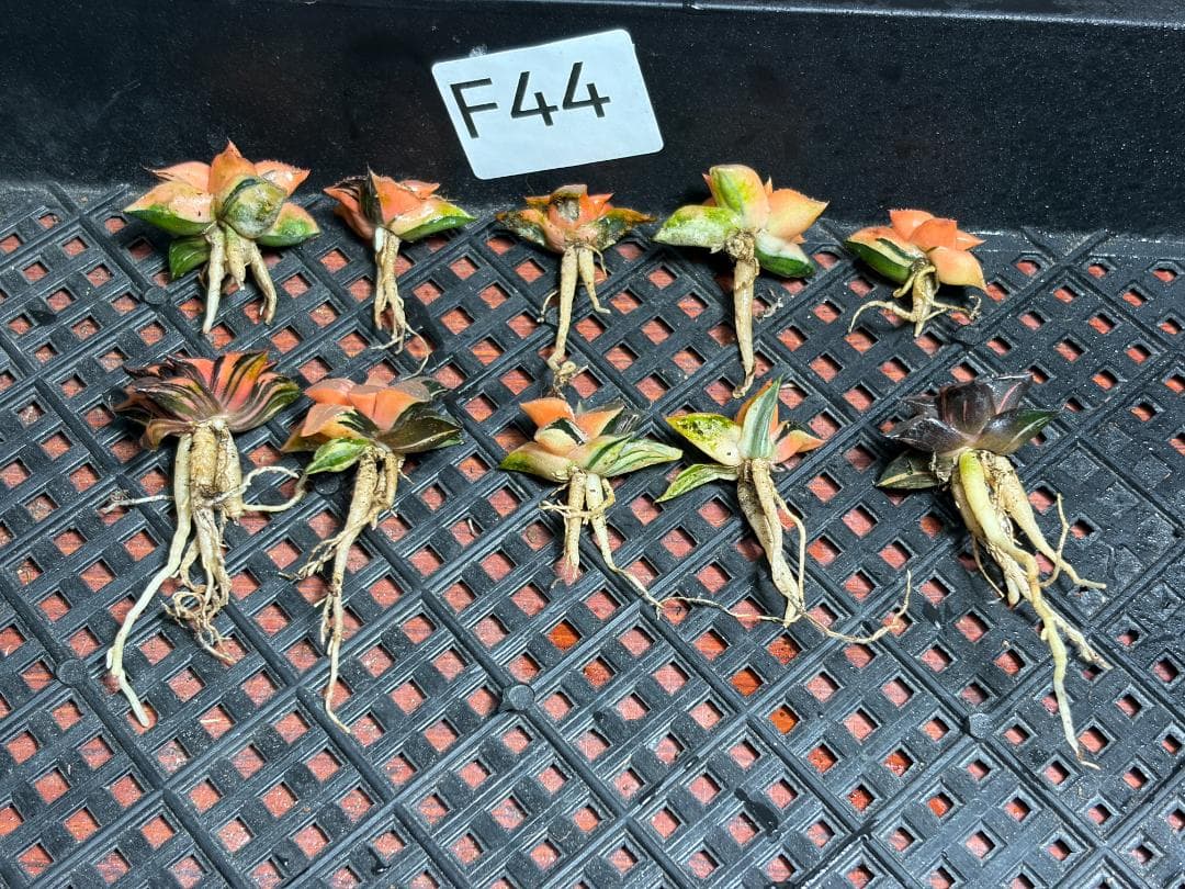 み*し様 F44 ハオルチア コレクタ 酒呑童子錦 糊斑 縞斑 極上斑錦 10株