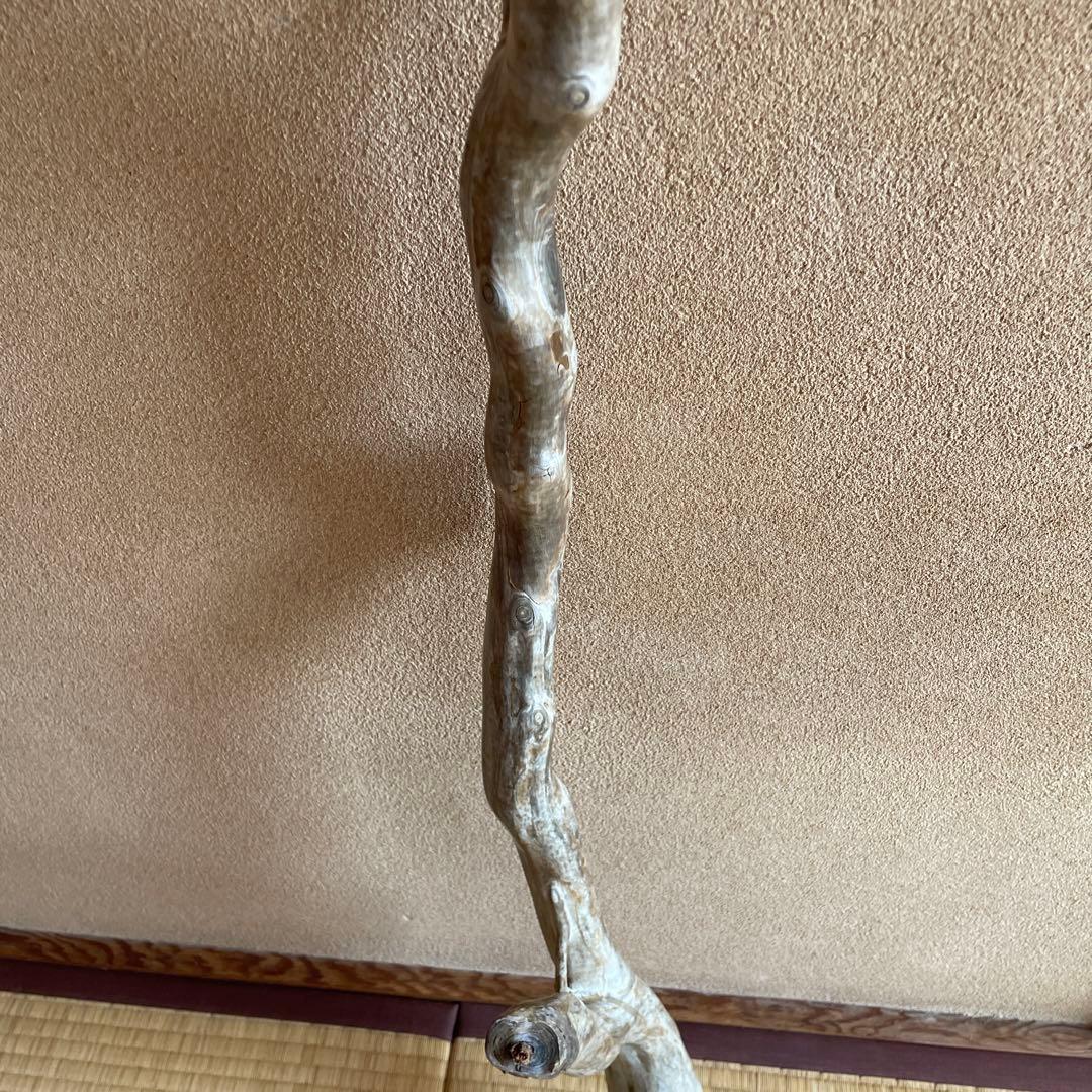 希少　海松珊瑚