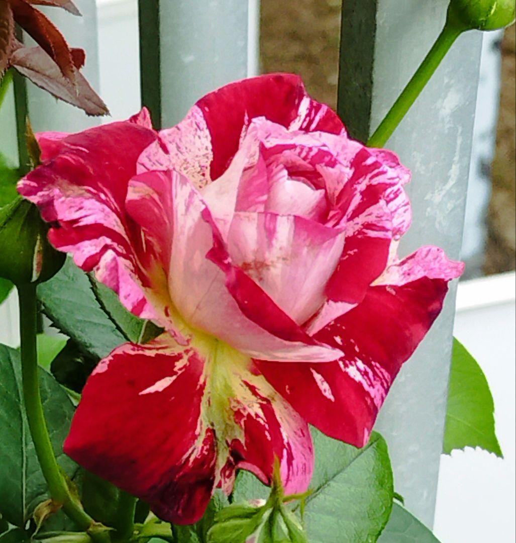 ワンコ　バラ苗