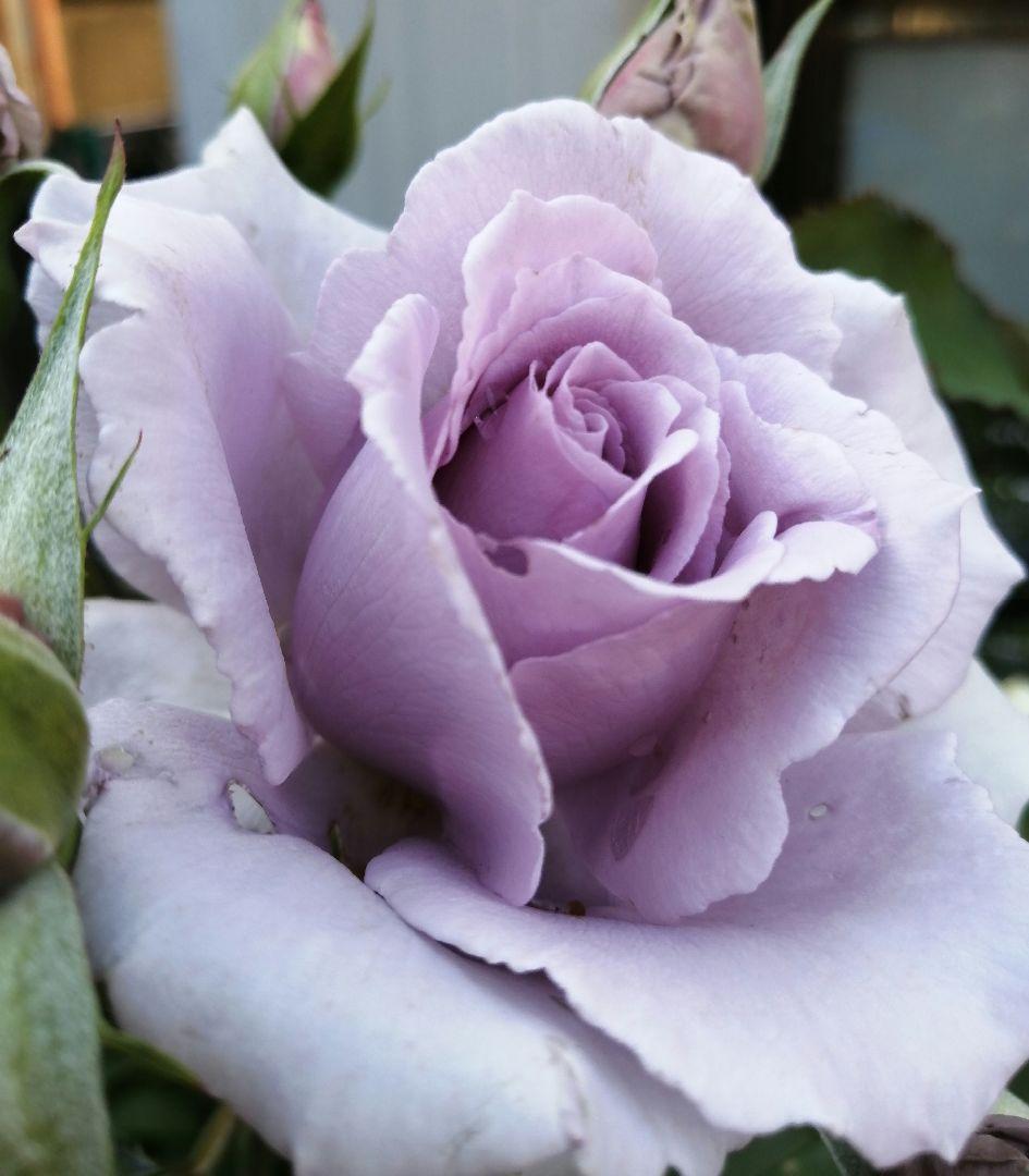 ワンコ　バラ苗