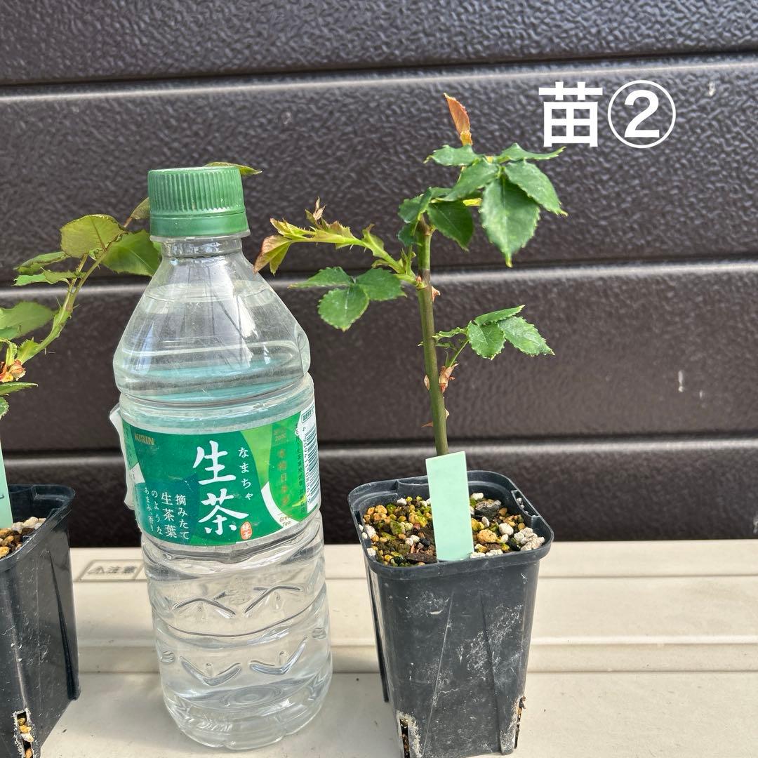 ワンコ　バラ苗