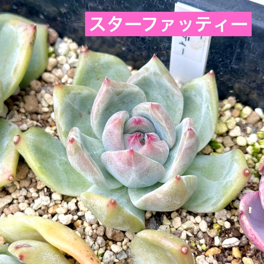 【サービス品@880】スターファッティー