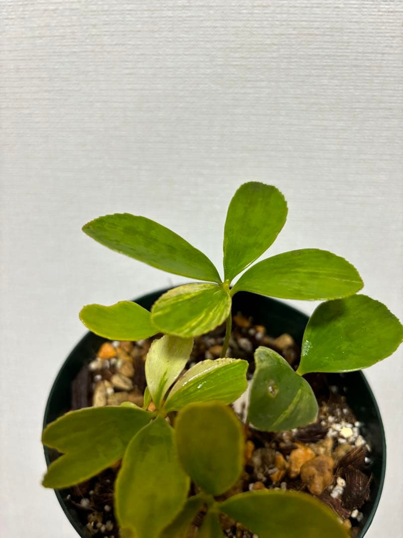 メキシコザミア斑入り　斑入りザミア　斑入りソテツ　黄金ソテツ　斑入り蘇轍