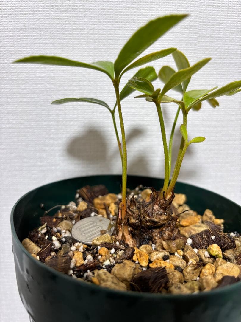 メキシコザミア斑入り　斑入りザミア　斑入りソテツ　黄金ソテツ　斑入り蘇轍