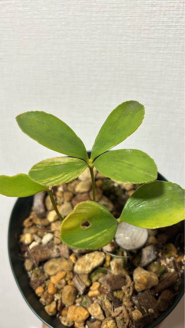 メキシコザミア斑入り　斑入りザミア　斑入りソテツ　黄金ソテツ　斑入り蘇轍