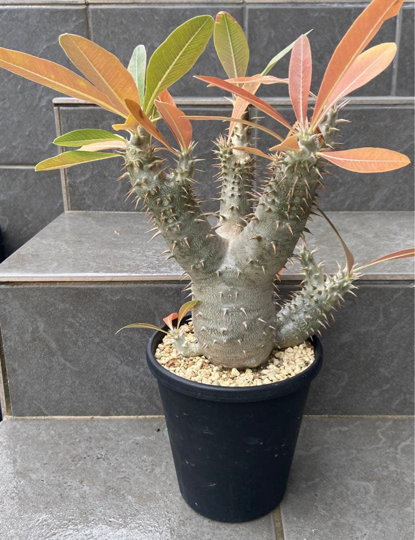 パキポディウム　ホロンベンセ（鉢のまま発送）