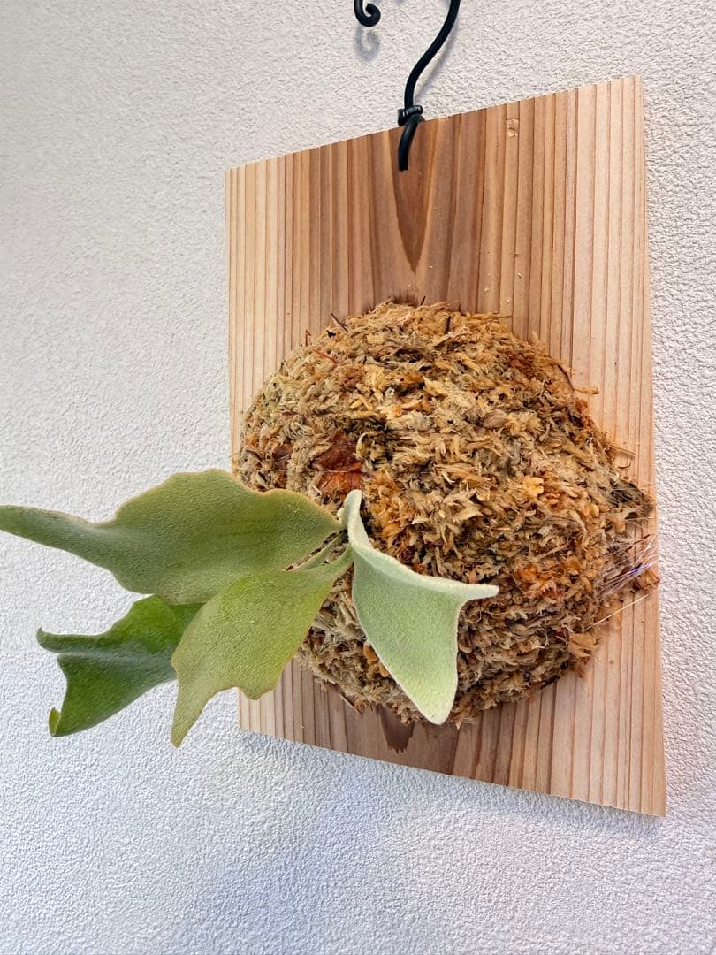 けー　ビカクシダ　ミックススポア1点