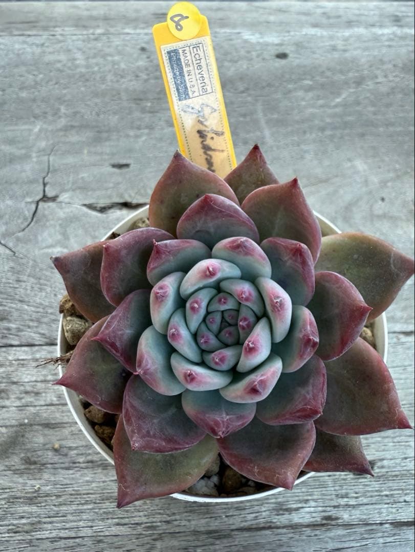 8 希少　SAMリンゼアナNo.6 カリフォルニア輸入　多肉植物