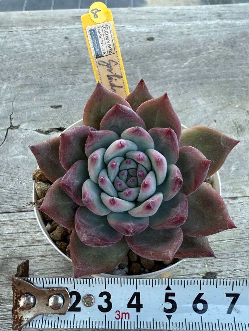 8 希少　SAMリンゼアナNo.6 カリフォルニア輸入　多肉植物