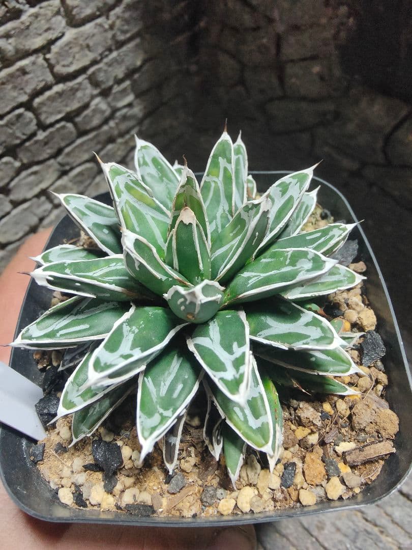 アガベ　名峰富士　ロウルサンコ産　G45