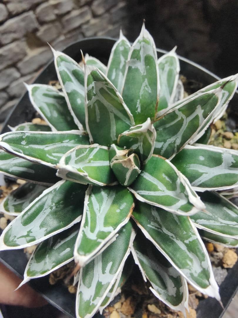 アガベ　名峰富士　ロウルサンコ産　G45