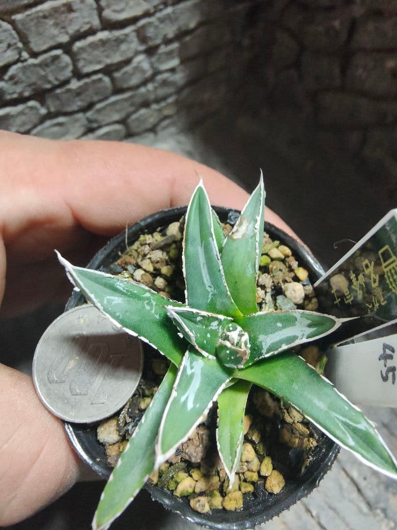 アガベ　名峰富士　ロウルサンコ産　G45