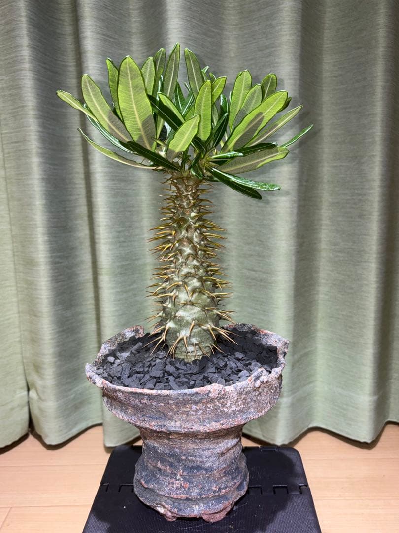 アンボンゲンセ　国内実生　開花株　葉は落ちました