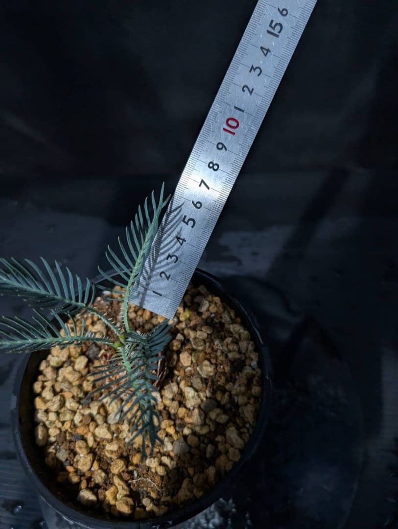 ベストセレクション ５ サイカス カイルンシアナ スーパーブルードワーフ