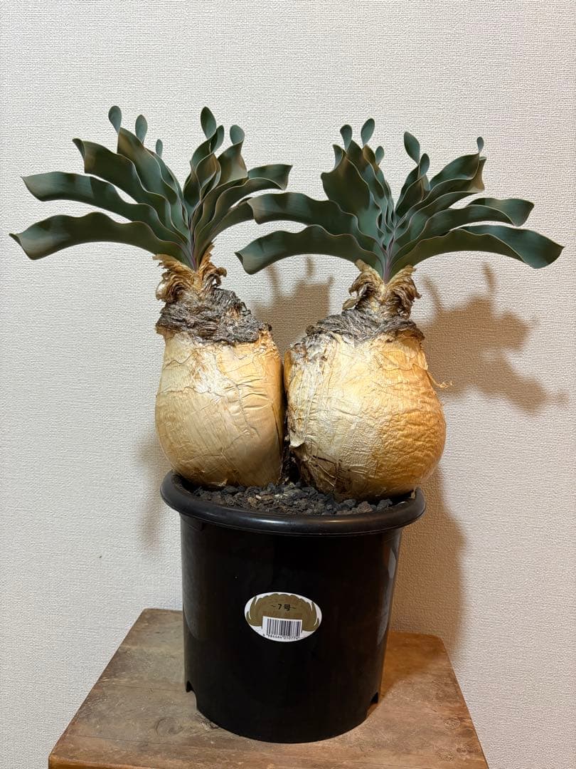 ブーファン　ハエマンソイデス　発根済み