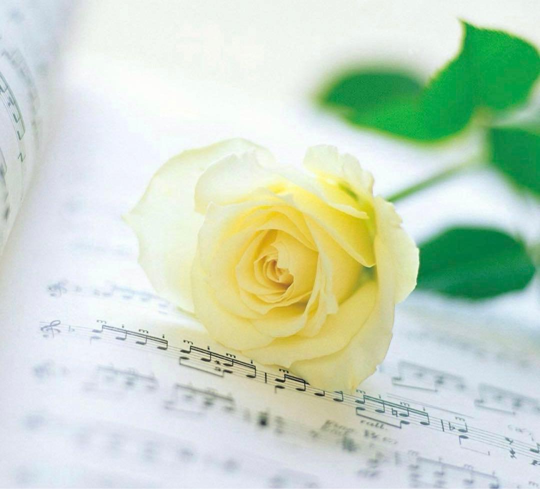 かぷち～様確認ページ