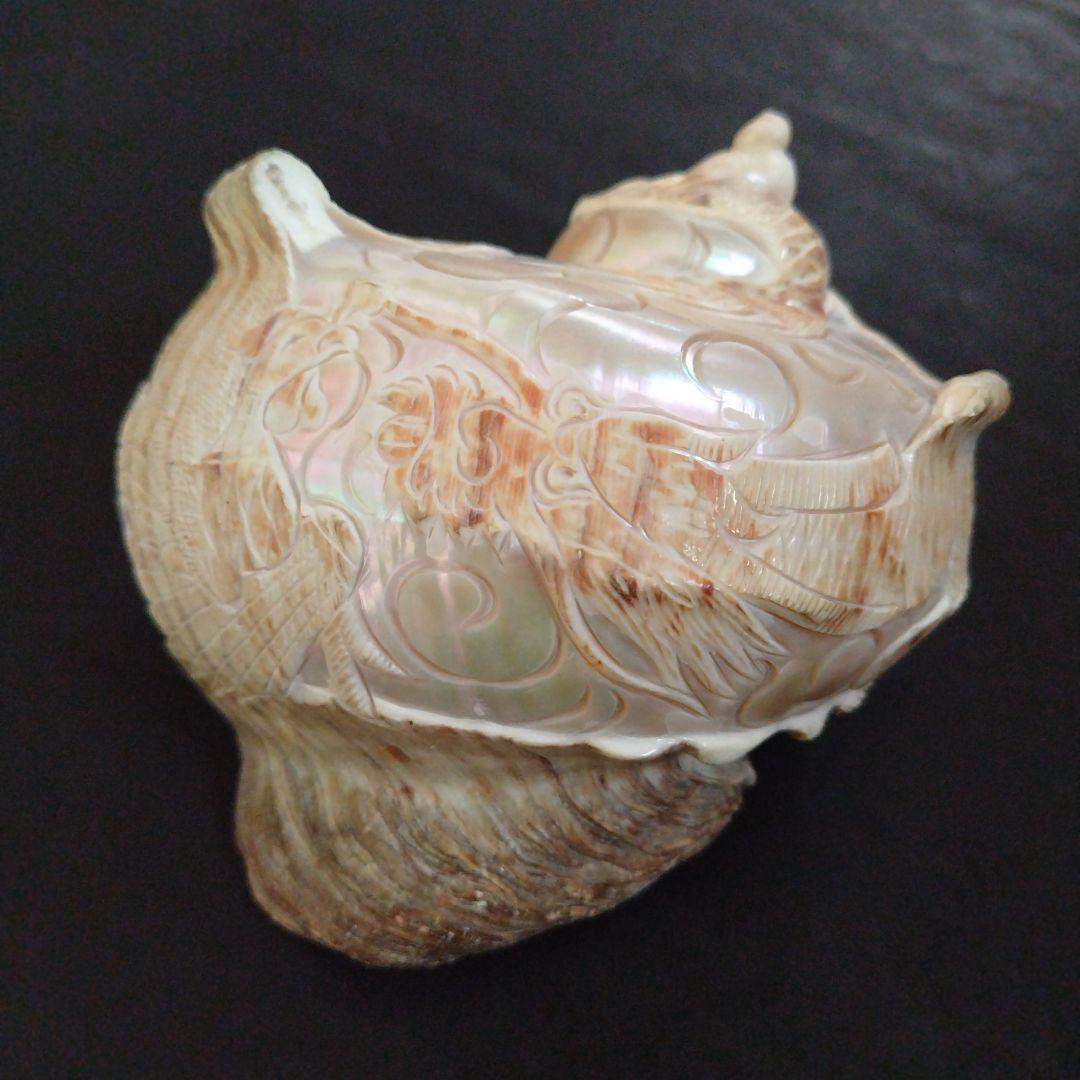 貝殻　置物　龍　鳳凰　彫刻