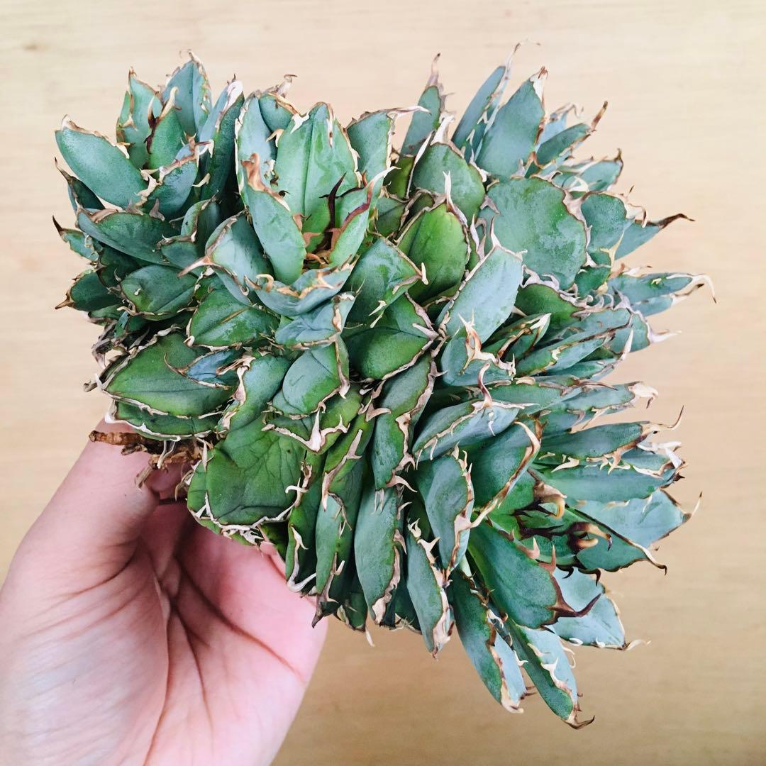 【稀少】21-7 白火焔綴化 アガベ チタノタ ホワイトファイヤー フィリグリー