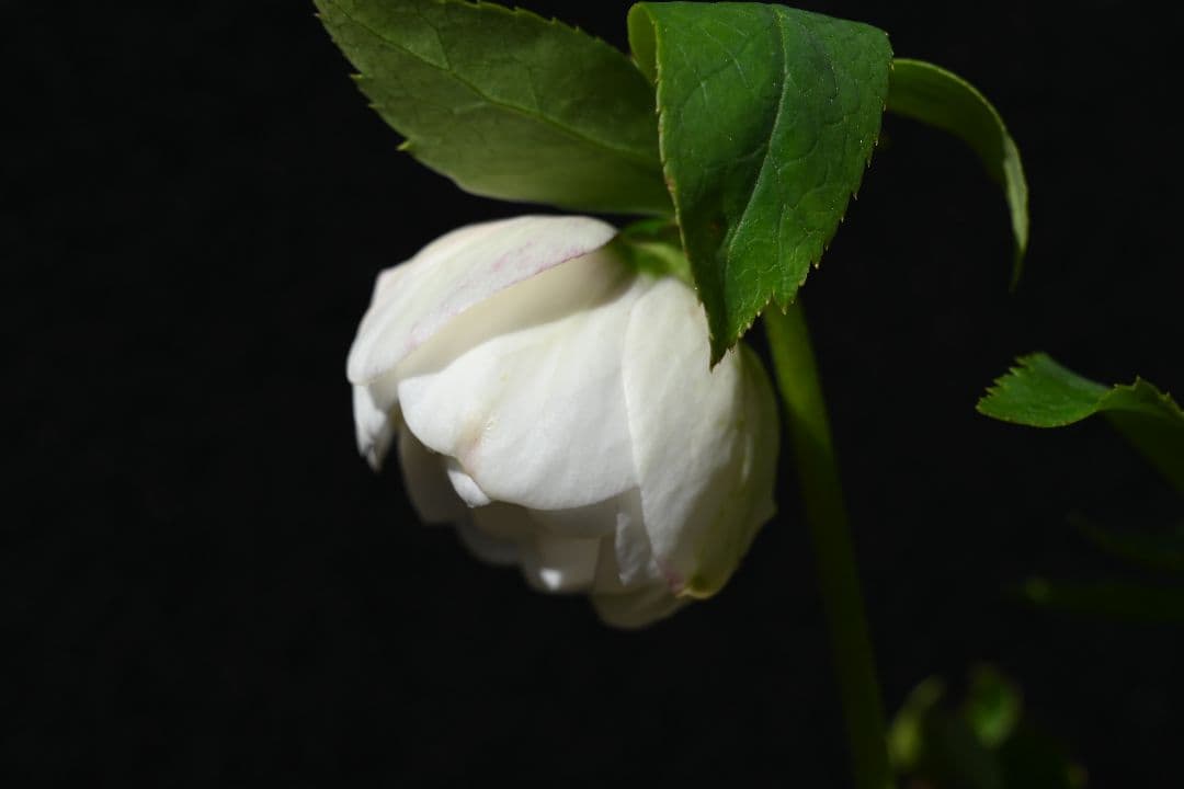 クリスマスローズ　認定毬姫　加藤農園