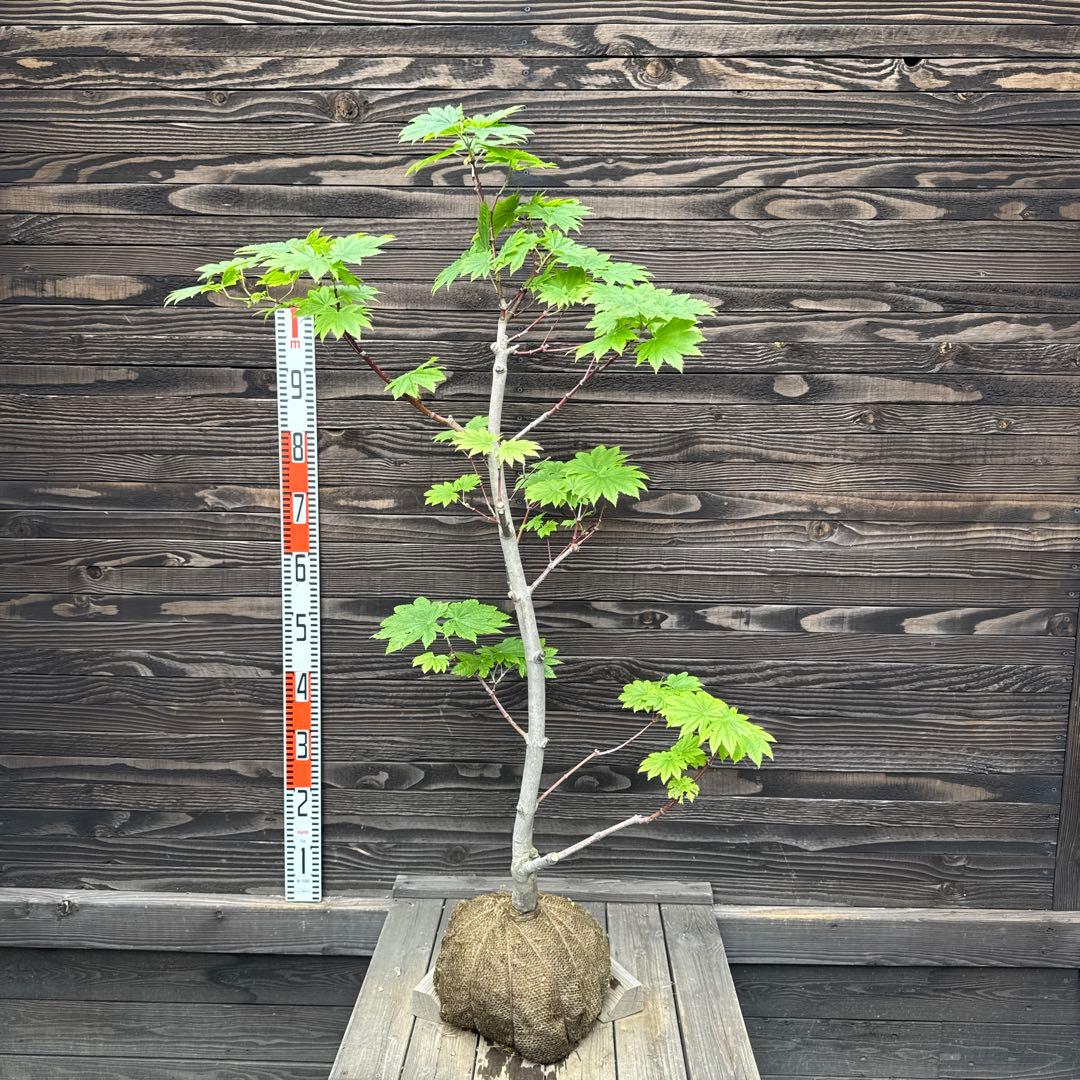 オオイタヤメイゲツ《大板屋名月》イタヤカエデ【現品】管理70443