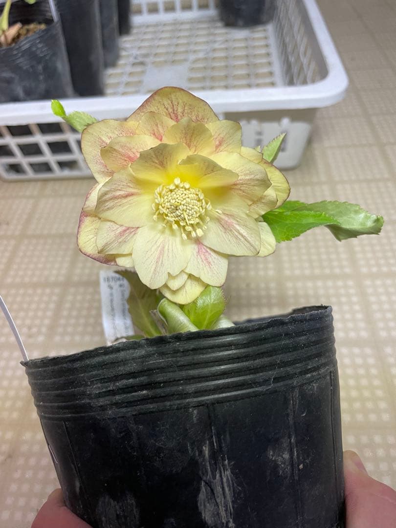 加藤農園 プリマベーラゴールド クリスマスローズ