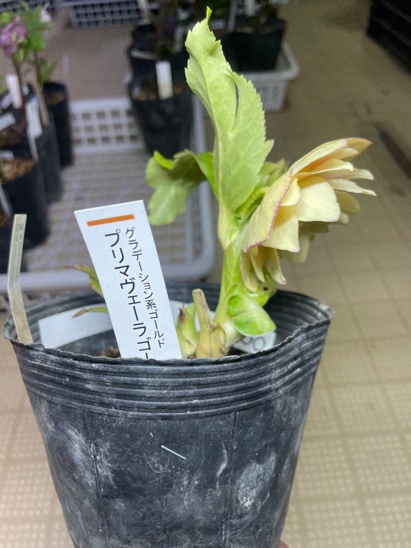 加藤農園 プリマベーラゴールド クリスマスローズ