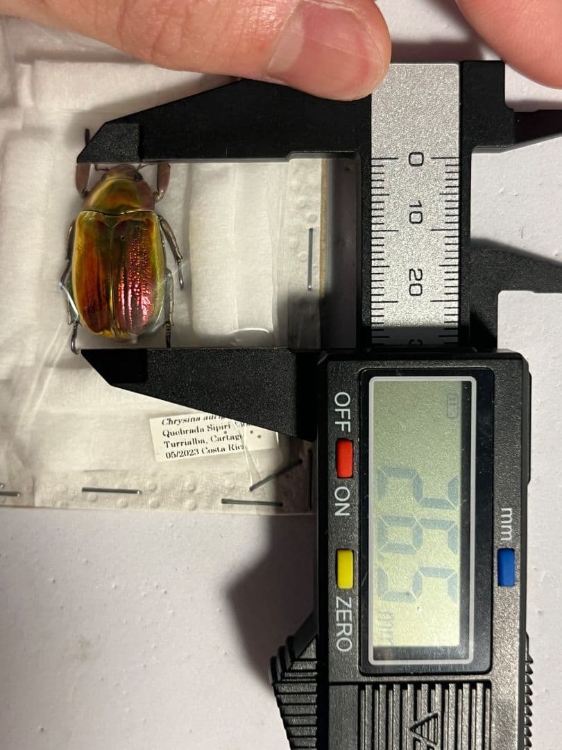 【26mm】アウリガンスプラチナコガネ 赤色型 カナブン ウグイスコガネ 標本