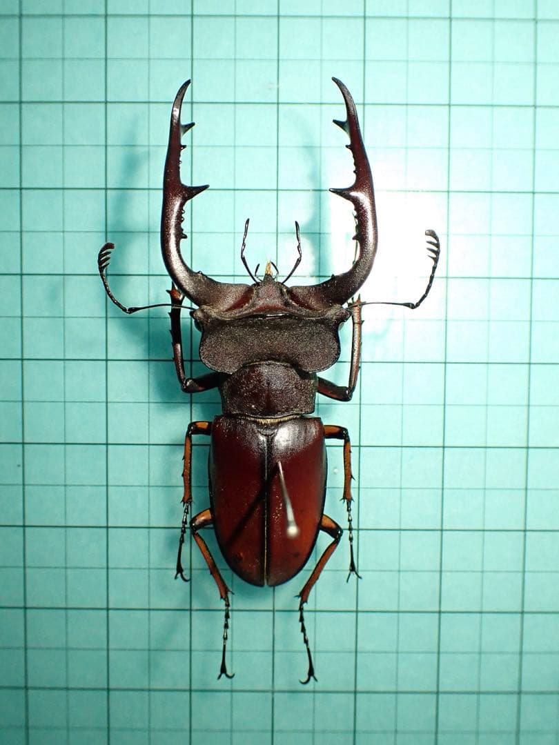 【標本】フジタミヤマクワガタ　ベトナム産　54.3ミリ　野外品