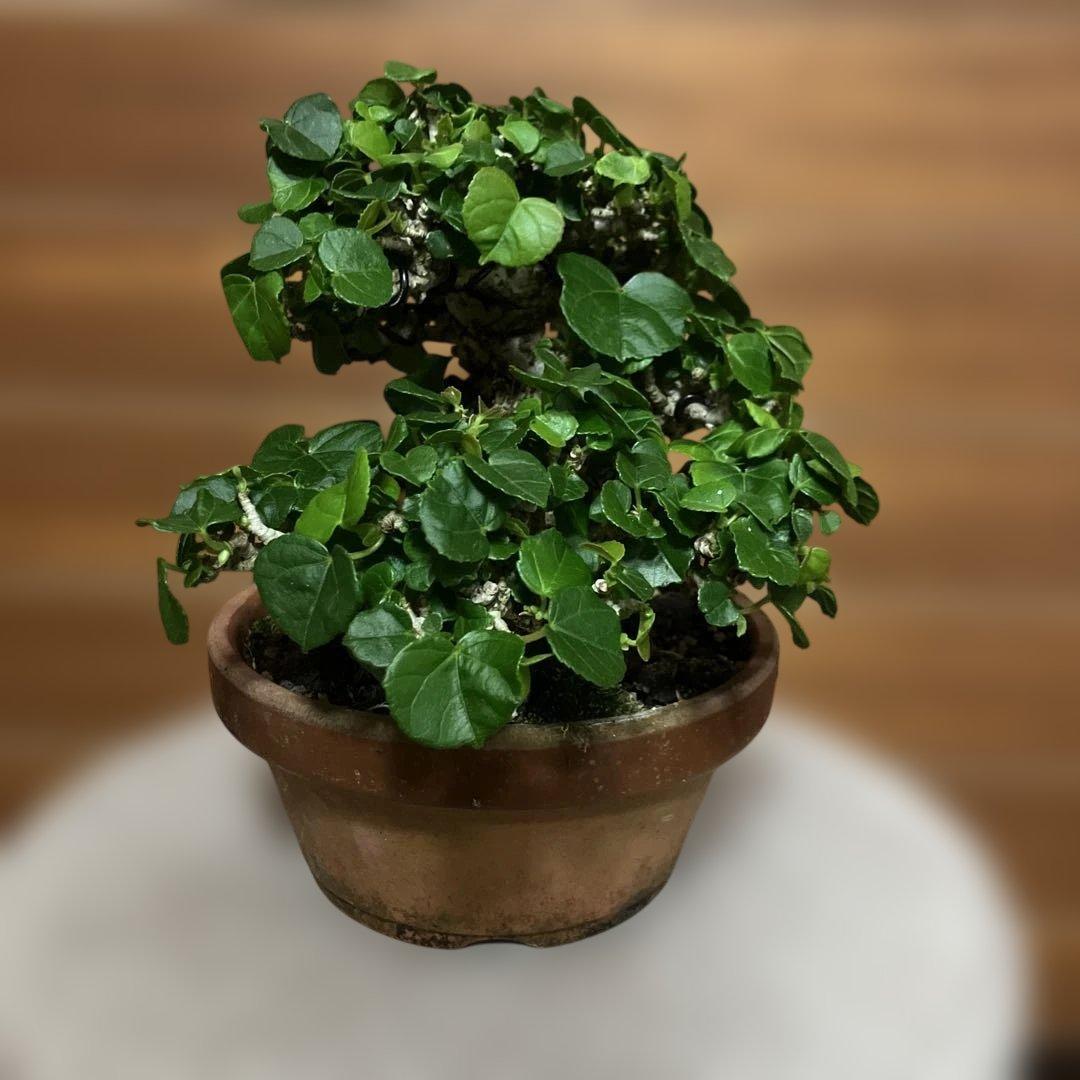 オオハマボウ　琉球盆栽　塊根