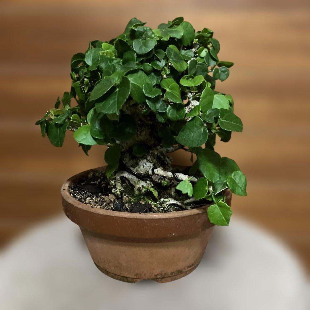 オオハマボウ　琉球盆栽　塊根