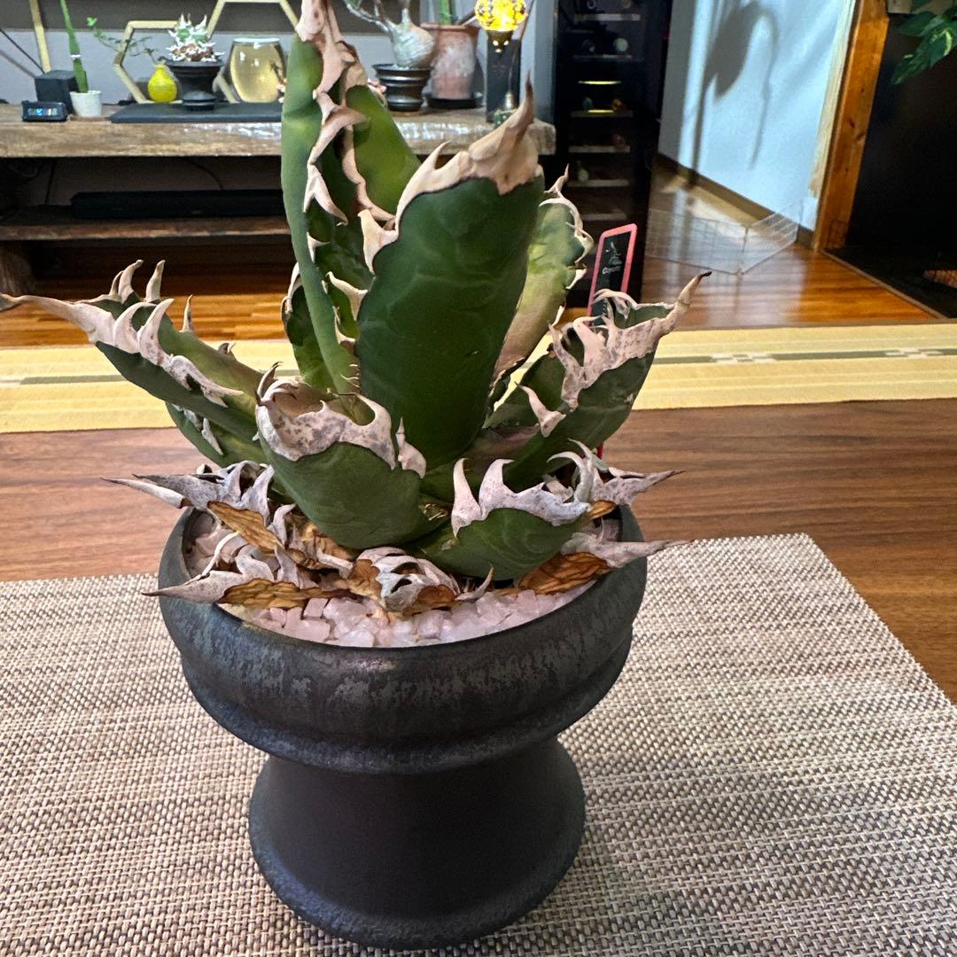 アガベ レッドキャットウィーズル