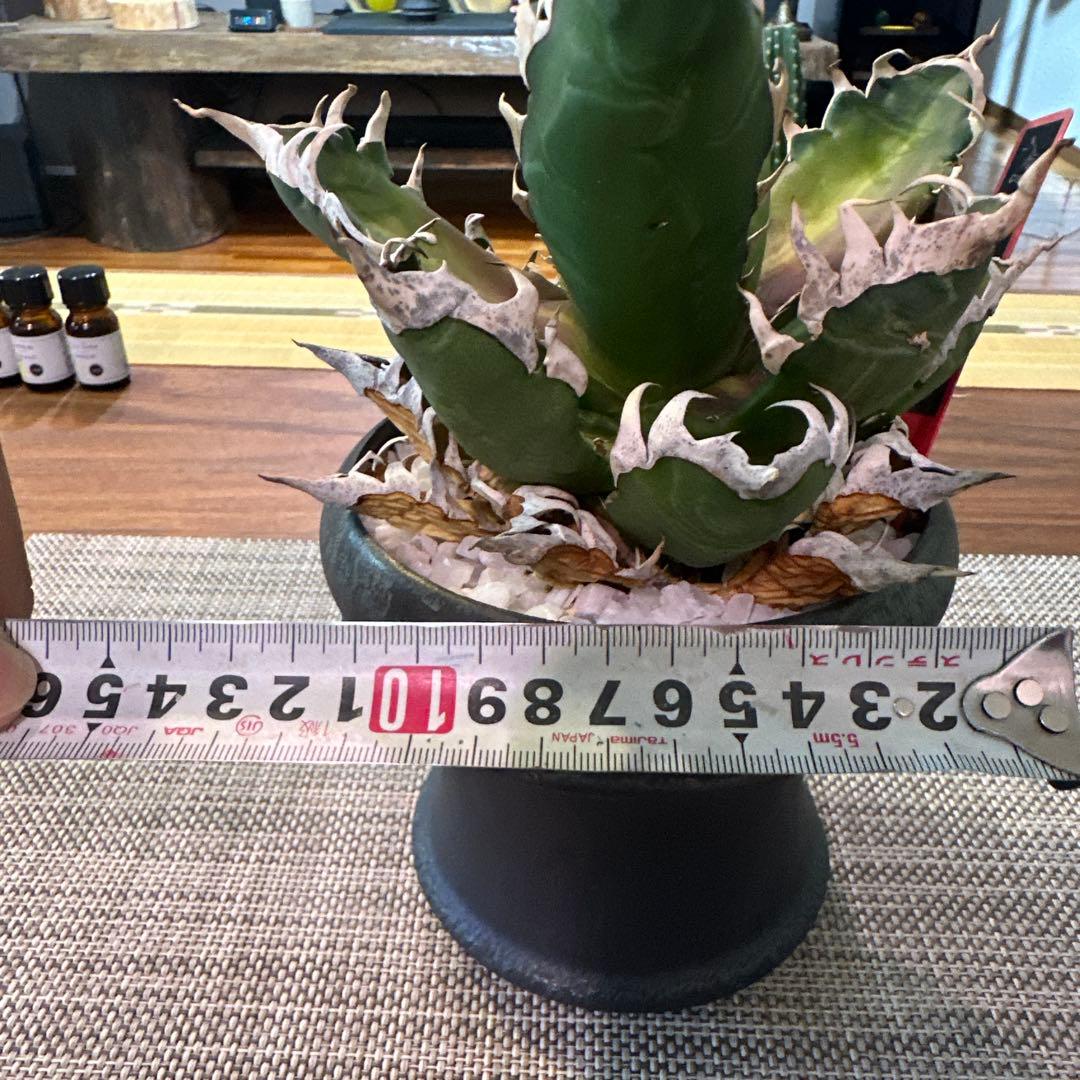 アガベ レッドキャットウィーズル