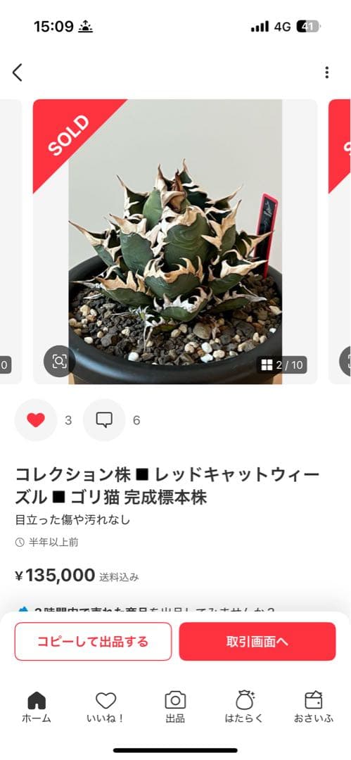 アガベ レッドキャットウィーズル