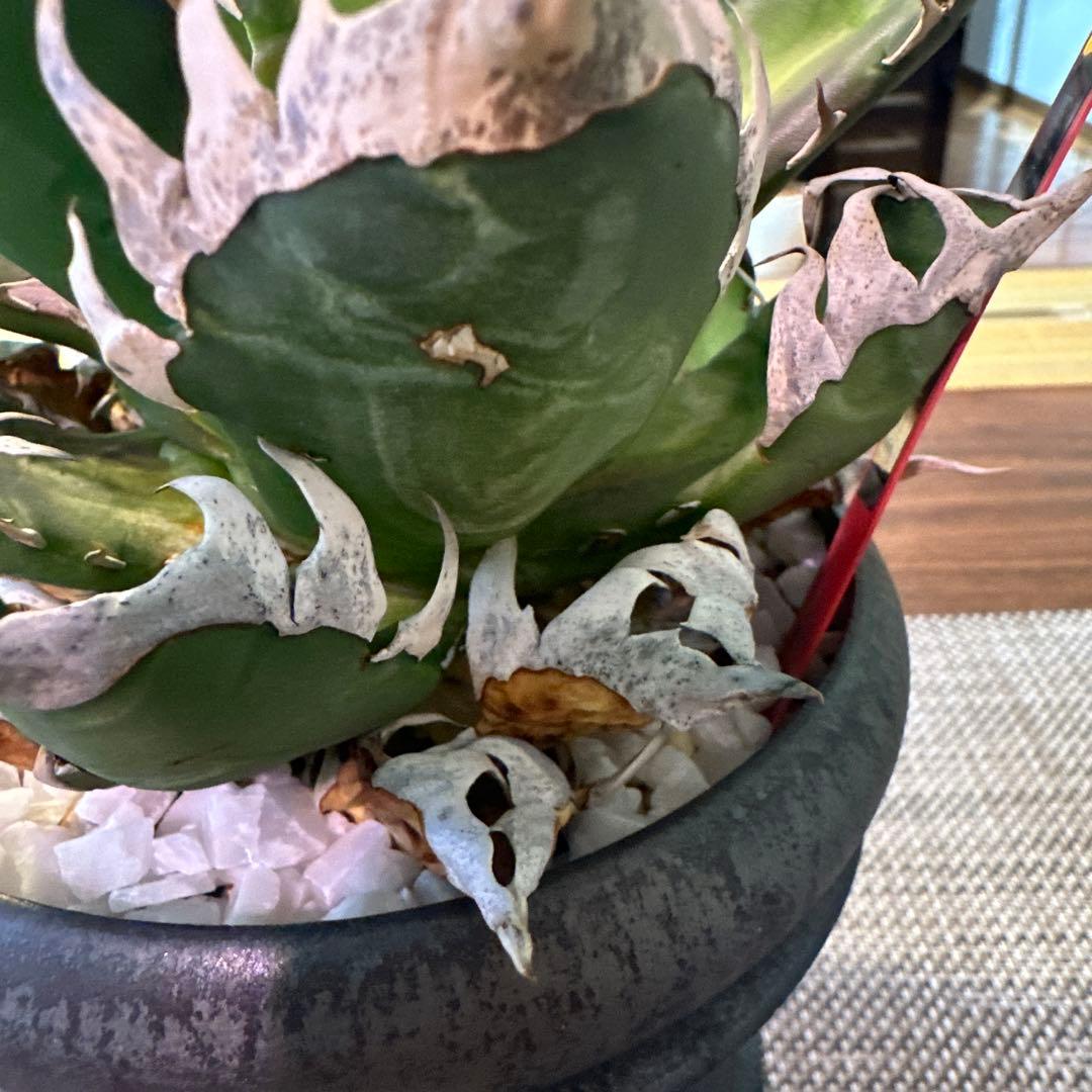 アガベ レッドキャットウィーズル