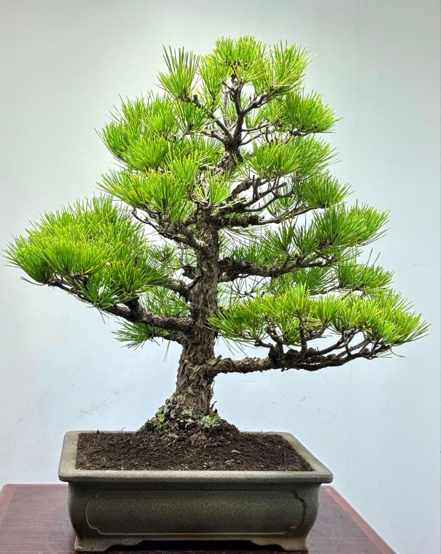 黒松盆栽❹☆☆☆☆